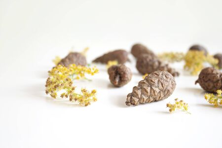 Beauty of nature. Gifts of nature. Cones and yellow dried flowers on a white background. Natural background. Selective focusの写真素材
