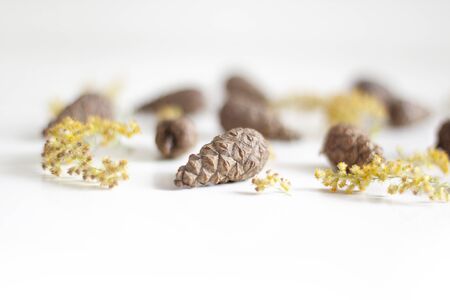 Beauty of nature. Gifts of nature. Cones and yellow dried flowers on a white background. Natural background. Selective focusの写真素材