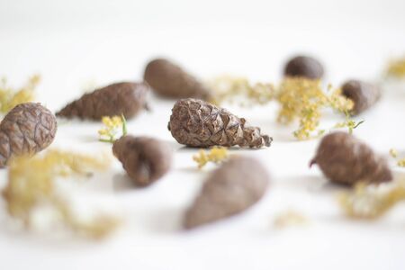 Beauty of nature. Gifts of nature. Cones and yellow dried flowers on a white background. Natural background. Selective focusの写真素材