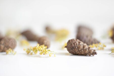 Beauty of nature. Gifts of nature. Cones and yellow dried flowers on a white background. Natural background. Selective focusの写真素材