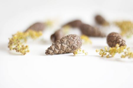Beauty of nature. Gifts of nature. Cones and yellow dried flowers on a white background. Natural background. Selective focusの写真素材