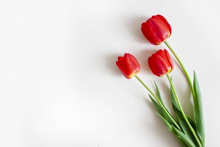 Red tulips. Top view. Floral background for flower shop, website, greetingsの写真素材