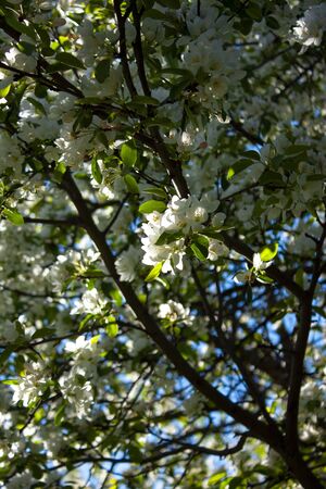 Apple tree in bloom. Apple tree branch with flowers. Spring blooming. Natural beautiful backgroundの写真素材