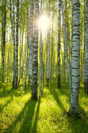 Forest in the sun. Natural background. Background image of nature. Birch Groveの写真素材