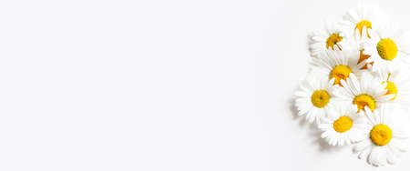 Chamomile. Herbs. Banner for spa, traditional medicine, beauty and health products store. Copy spaceの写真素材