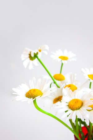 Wildflowers. Daisy. Bouquet of daisies on a light background.の写真素材