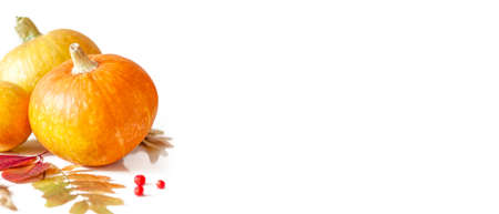 Autumn banner. Pumpkins, autumn leaves and rowan berries on a white background. Selective focus. Long banner. Copy spaceの写真素材