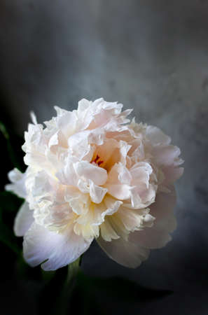 Flower. White peony on gray textured background. Floral blooming background. Macro photo. Selective focusの写真素材