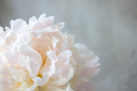White peony flower on gray textured background. Macro photo. Selective focus, blooring background. Copy spaceの写真素材
