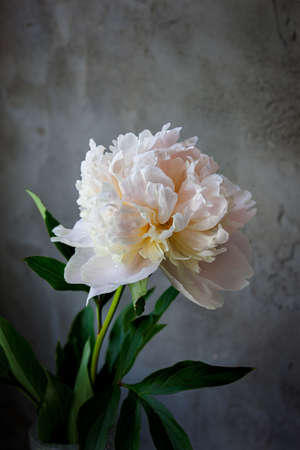 Flower. White peony on dark gray textured background. Blooming. Low-key lighting. Selective focusの写真素材