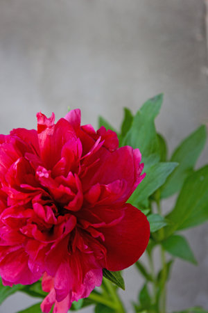 Flower. Red peony on gray textured background. Floral blooming background. Beauty in nature. Selective focusの写真素材