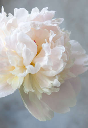 White peony on gray textured background. Macro photo, floral background. Selective focus. Copy spaceの写真素材