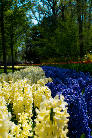 Tulips and Flowers in Netherlandsの写真素材
