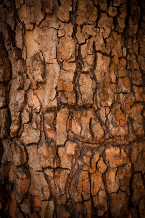 Bark of Pine Tree. Textureの写真素材