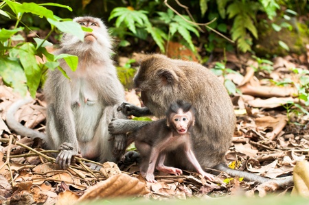 Long-tailed macaques (Macaca fascicularis) in Sacred Monkey Forest, Ubud, Indonesiaの写真素材