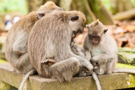 Long-tailed macaques (Macaca fascicularis) in Sacred Monkey Forest, Ubud, Indonesiaの写真素材