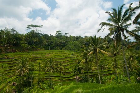 Green rice terraces near Ubud, Bali, Indonesiaの写真素材