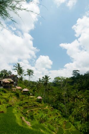 Green rice terraces near Ubud, Bali, Indonesiaの写真素材
