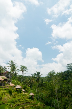 Green rice terraces near Ubud, Bali, Indonesiaの写真素材