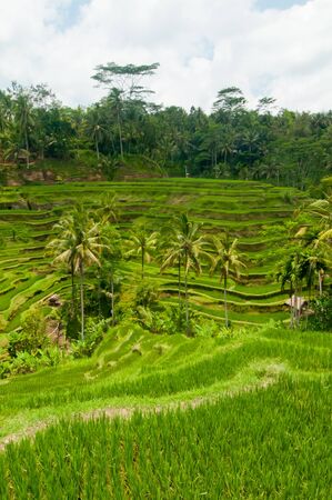 Green rice terraces near Ubud, Bali, Indonesiaの写真素材