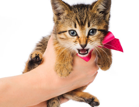 Small striped kitten with ribbon in the woman's hands isolated on whiteの写真素材