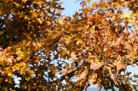 Autumn background with red leaf, selective focus