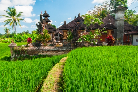 Rice terrace and small temple at background, Bali, Indonesiaの写真素材