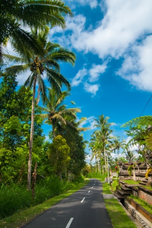 Narrow road bordered with palm trees in Bali, Indonesiaの写真素材