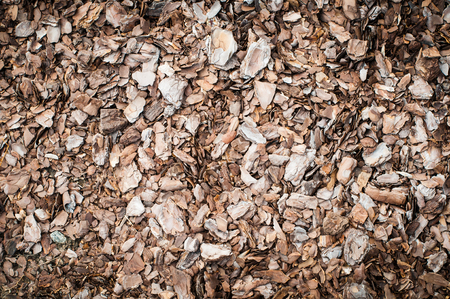 Bark of tree used for mulching. Closeup textureの写真素材