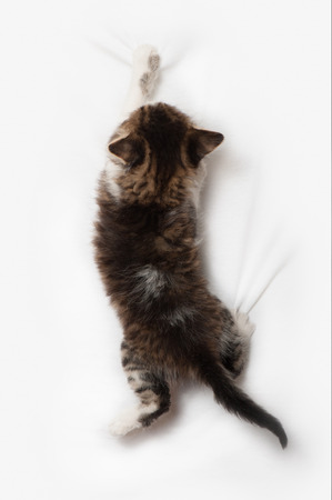 Fanny striped kitten isolated on white backgroundの写真素材