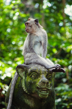 Long-tailed macaques (Macaca fascicularis) in Sacred Monkey Forest, Ubud, Indonesia