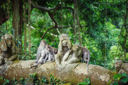 Long-tailed macaques (Macaca fascicularis) in Sacred Monkey Forest, Ubud, Indonesiaの写真素材