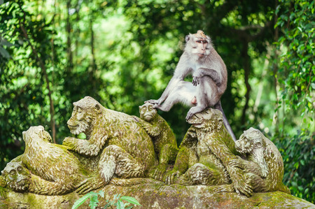 Long-tailed macaque (Macaca fascicularis) in Sacred Monkey Forest, Ubud, Indonesiaの写真素材