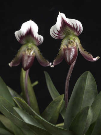 Two Lady's Slippers.の写真素材