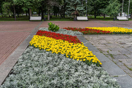 Flower bed in the city park with green, yellow and red flowers of petunia, dahlia, silver cennariaの写真素材