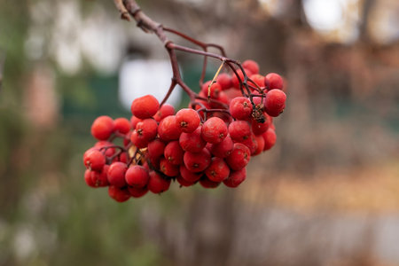 Red rowan berries close-up layout after frost sweet on the background of a green Christmas tree in...