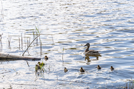 A wild duck mother and a brood of little ducklings backlit swim along the river in the city near the shore and look for foodの写真素材