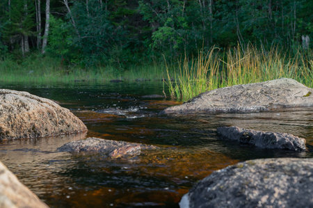 Northern nature with forests, lakes and rivers in its natural form.