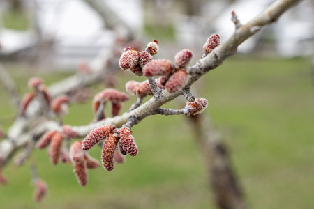 Young aspen earrings bloom from buds on tree branches in spring in the city