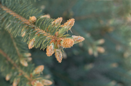 Young fresh branches with soft needles grow in spring from cones. Light green shoots on the...