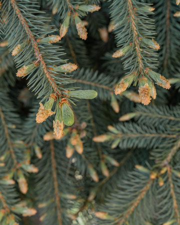 Young fresh branches of a tree with soft needles grow in spring from cones. Light green shoots on...