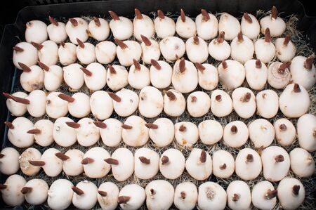 bulbs of tulips with green sprouts, cultivation of varietal flowers in a greenhouseの写真素材