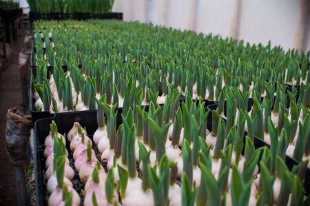 bulbs of tulips with green sprouts, cultivation of varietal flowers in a greenhouseの写真素材