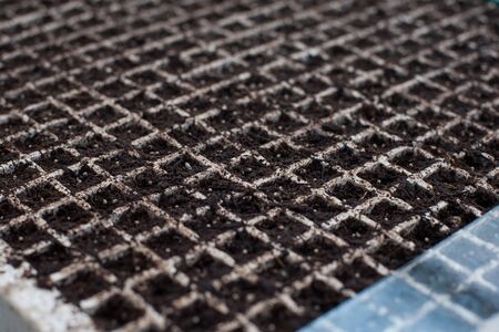 young green sprouts in separate cells, professional flower breedingの写真素材