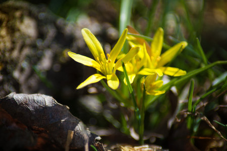 The first yellow flowers in the spring forest