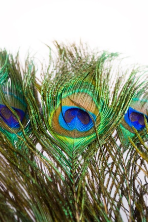 peacockの写真素材