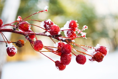 berryの写真素材