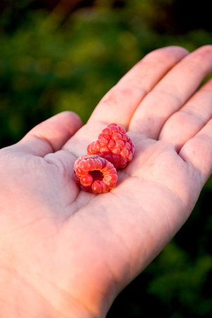raspberry on palm at evening light
