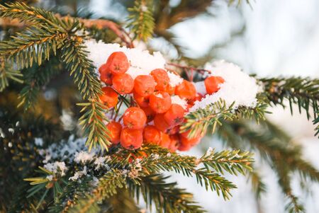 berry and snowの写真素材