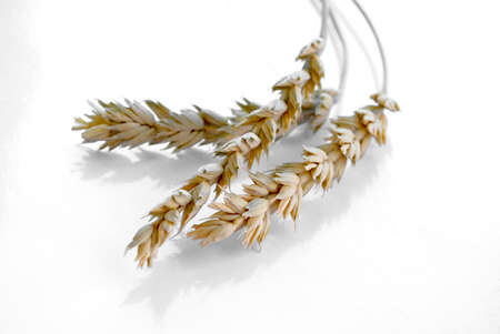 paddyの写真素材